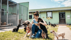 How to Help Animal Shelters: A Guide to Making a Difference