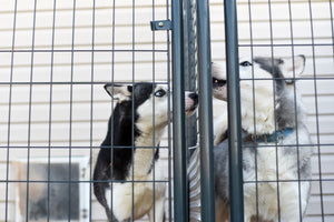 The Ultimate Guide to Adopting a Dog from a Shelter