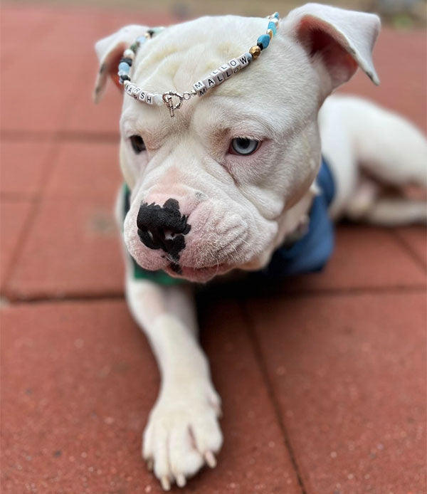 white Pitbull puppy with a dog tag made from beads