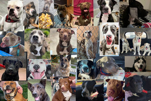 photo collage of different dogs